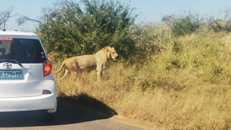 3 Hour Kruger Game Drive image 5