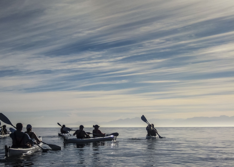 Penguin Kayak Trip image 4