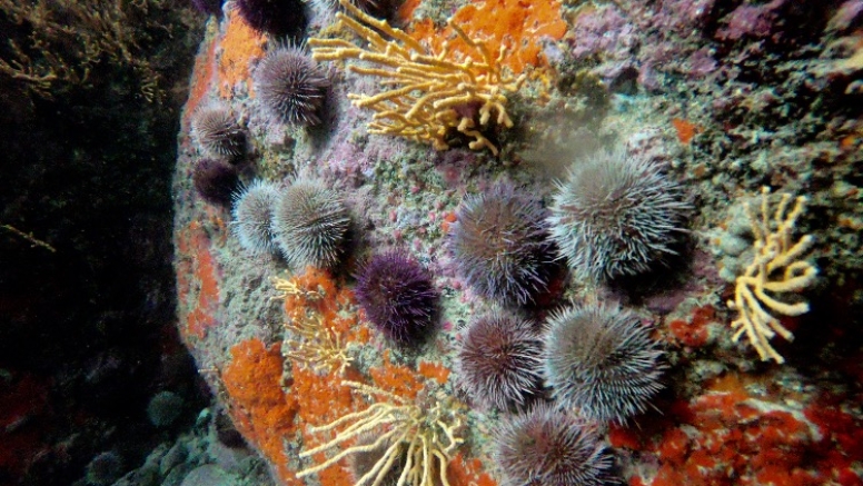 Great African Sea Forest Single Scuba Dive Boat Entry image 12