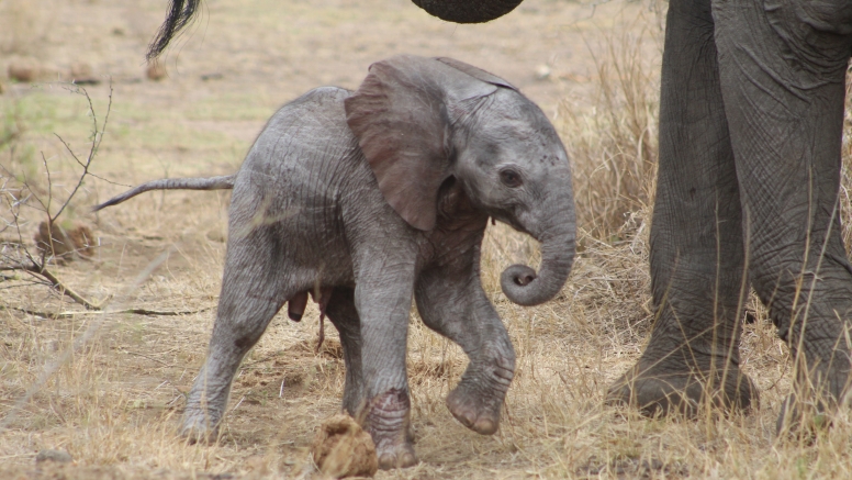 Exclusive Kruger National Park Full Day Safari with Brunch image 1