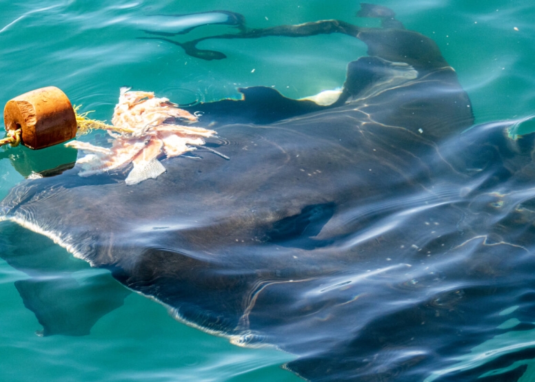Gansbaai Shark Cage Diving Tour image 4