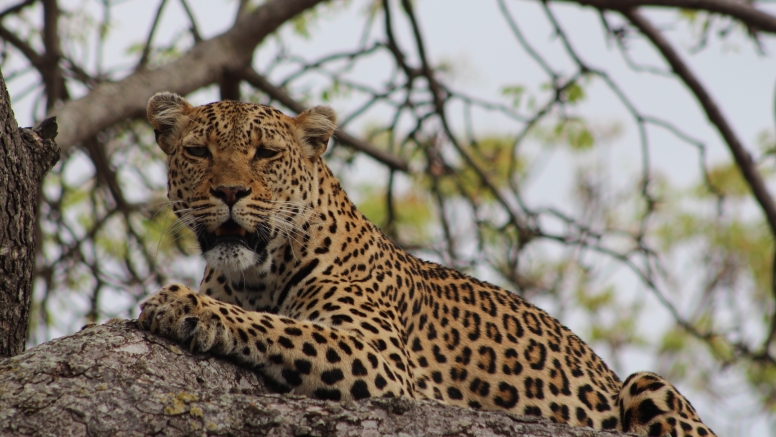 4 Day Encounter - The Kruger Park image 1