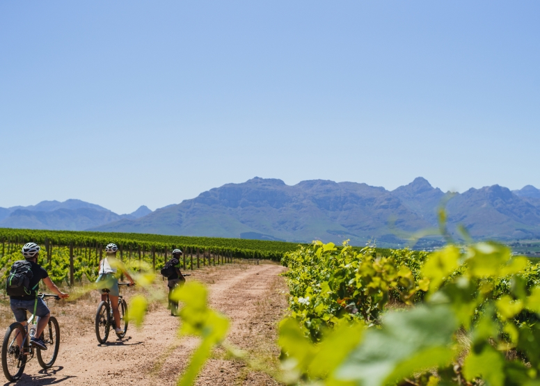 Stellenbosch Vineyard Meander image 2