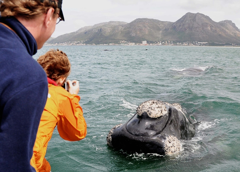 Cape Town Whale Watching Trip image 15