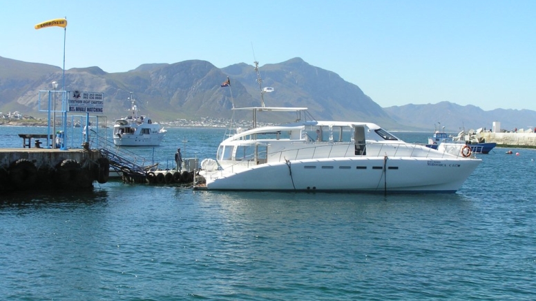 Hermanus Whale Watching with Southern Right Charters image 10