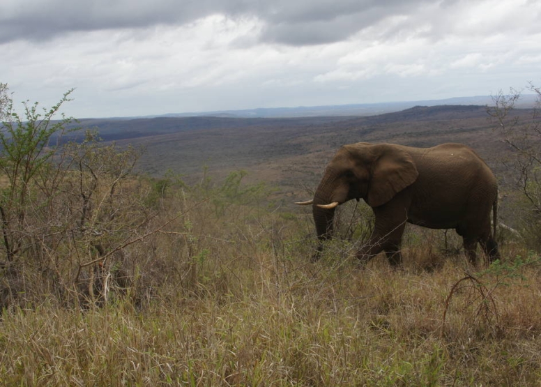 Little Bush Baby’s Big 5 Safari Adventure - full day image 4