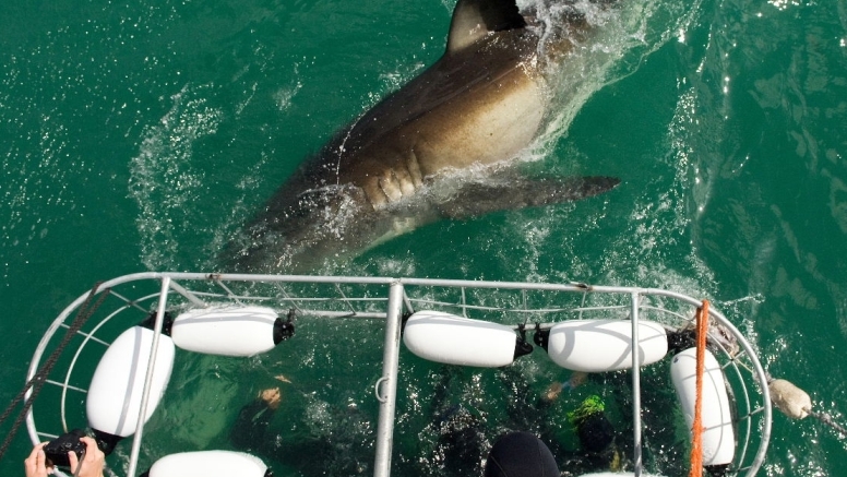 1 Day Shark Dive - No Transfer image 6