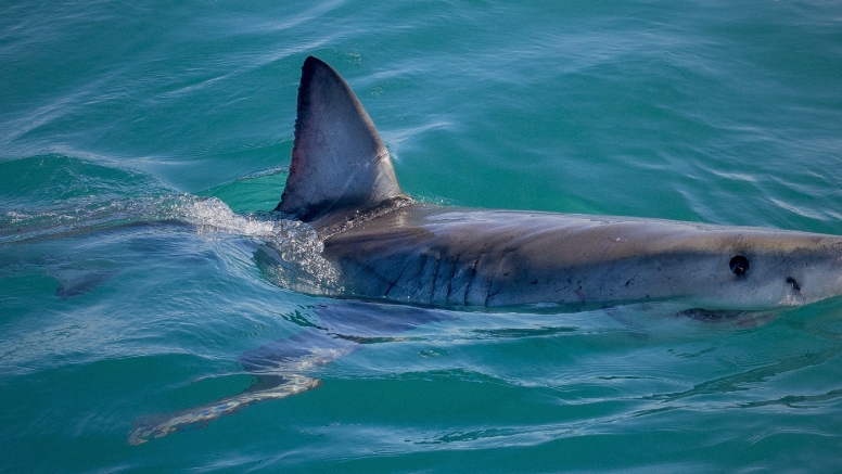 Shark Cage Diving in Gansbaai (White Shark Projects) image 6