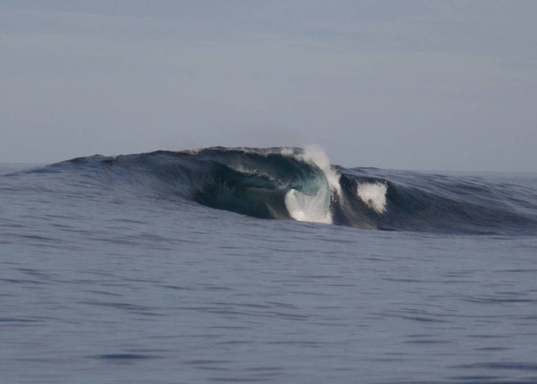 Ocean Wildlife Encounter image 4