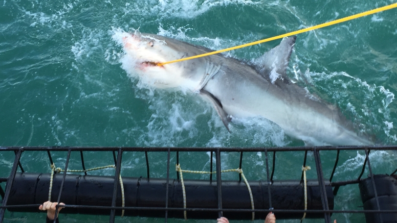 Shark Cage Diving in Gansbaai image 4