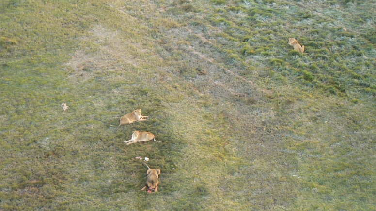 Safari Flight image 7