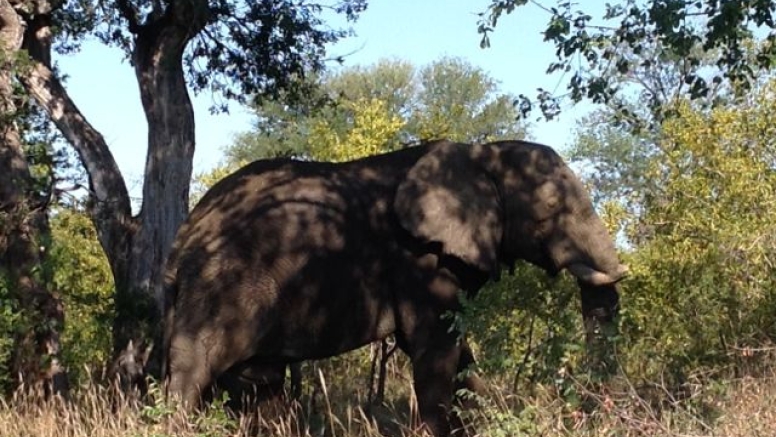 Elephant Tour image 6