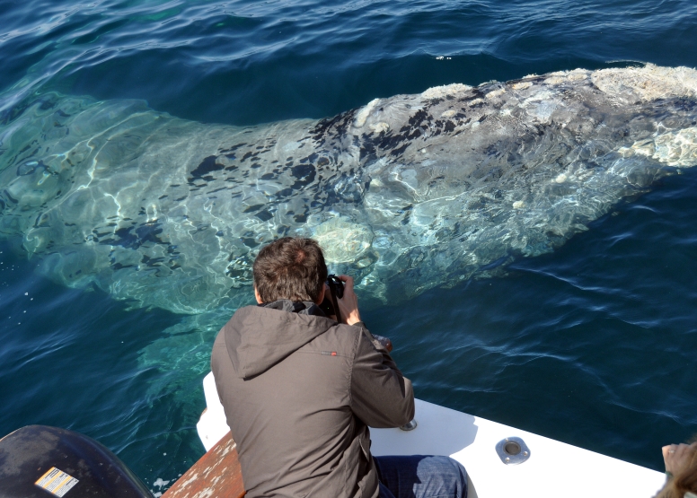 Cape Town Whale Watching Trip image 7