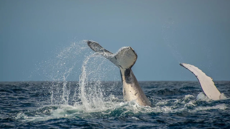 Knysna Whale Watching - Close Encounters image 11