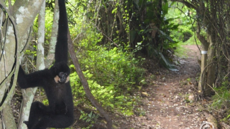The Hidden Forest Wildlife Sanctuary image 11