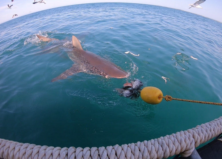 Gansbaai Shark Cage Diving Tour image 10