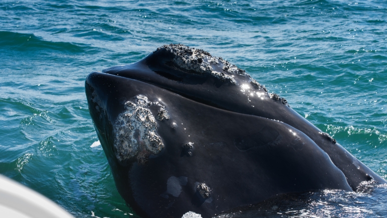Hermanus Land Based Whale Watching Tour image 3