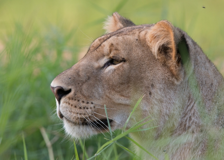 Manyoni Walking Safari (3-4 hrs) image 3