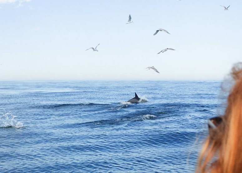 Ocean Wildlife Encounter image 2