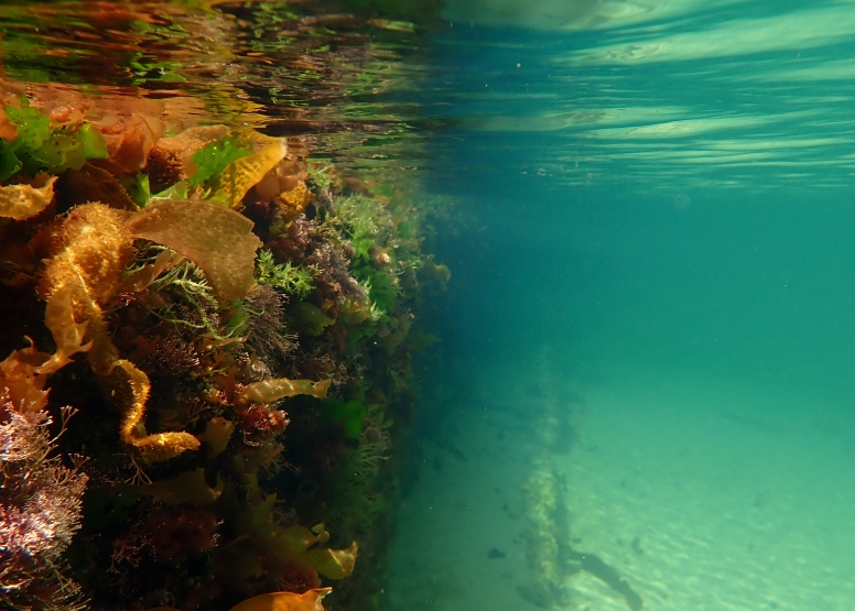 Snorkel Cape Town's Stunning Tidal Pools image 6