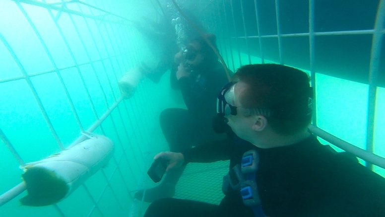 Shark Cage Diving in Gansbaai with White Shark Diving Company image 7