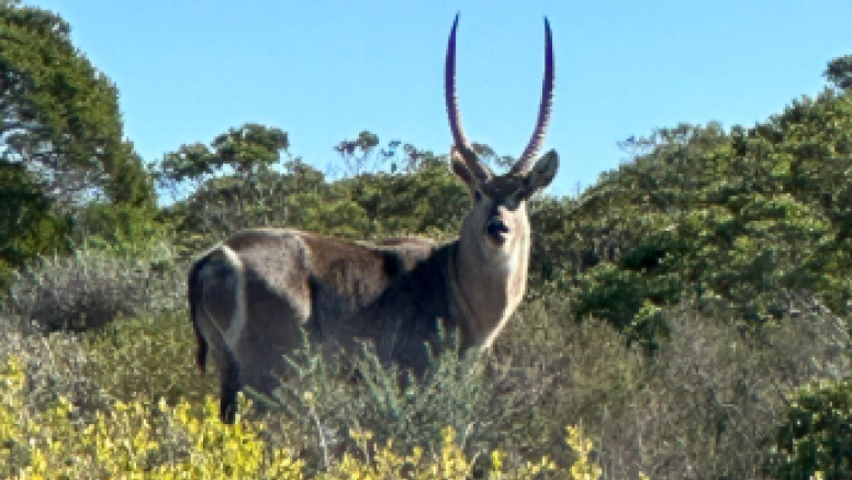 Safari & San Heritage Daytrip from Cape Town image 10