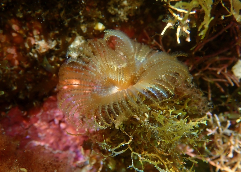 Snorkel Cape Town's Stunning Tidal Pools image 9