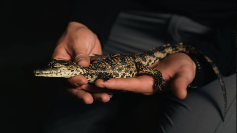 1 Hour Guided Crocodile Tour image 4