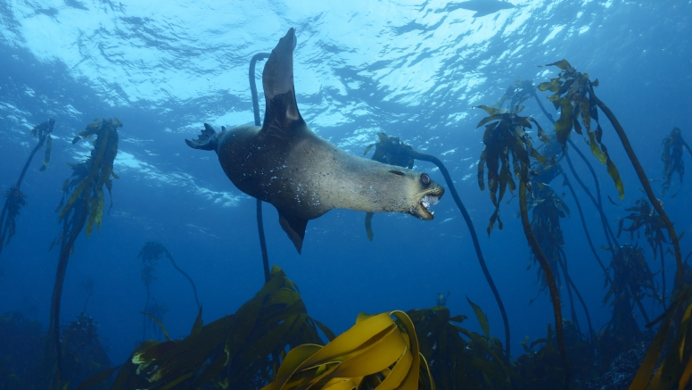 Seal and Kelp Forest Scuba Dive Package Cape Town image 4