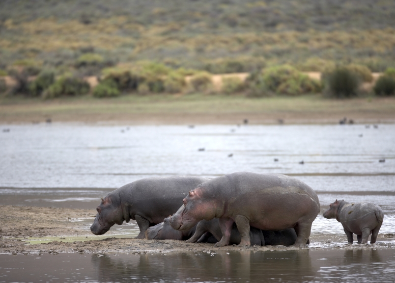 Early Morning Safari image 9