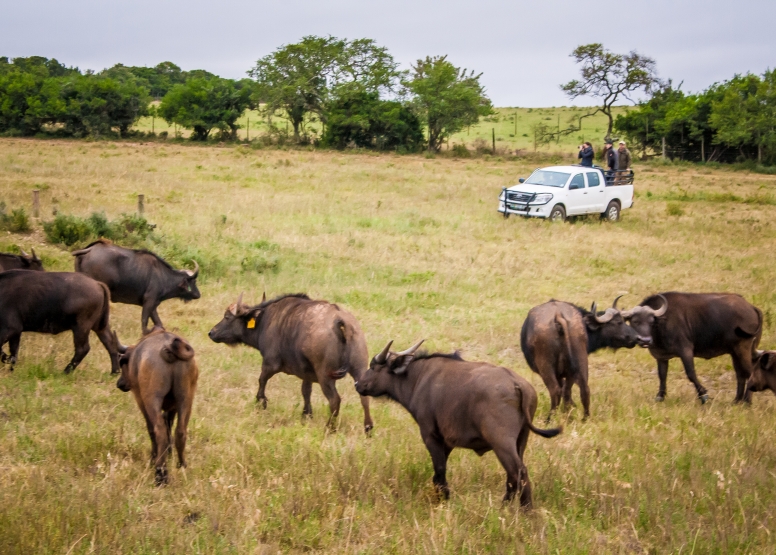 Buffalo Tour image 1