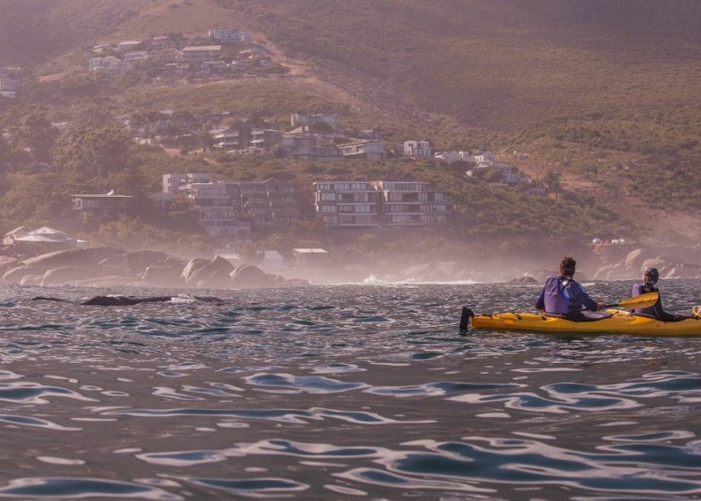 Table Bay – Dolphin Route image 1