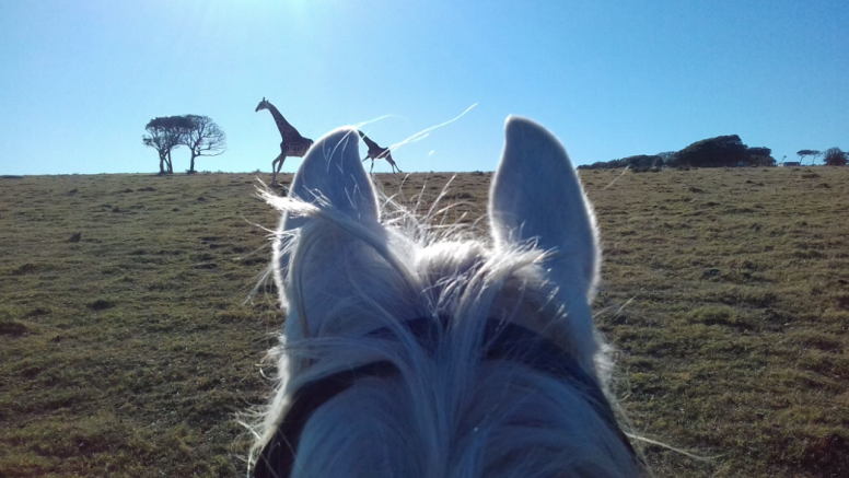 Kariega River Horse Ride image 4