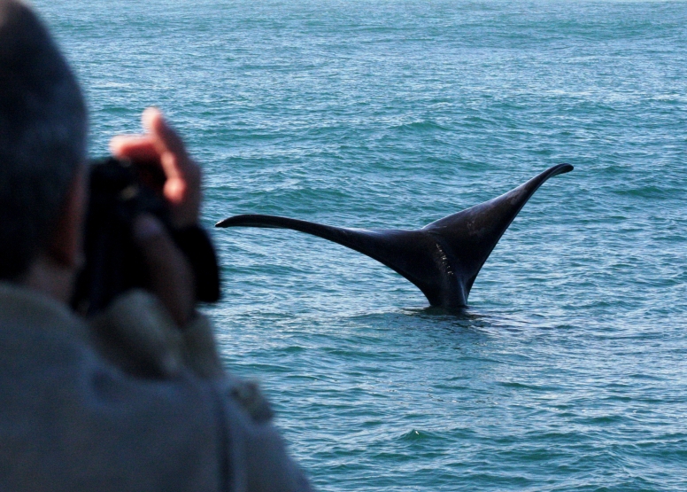 Hermanus Whale Watching with Southern Right Charters image 6