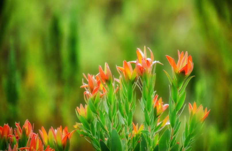 fynbos