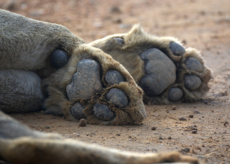 Exclusive Kruger National Park Full Day Safari with Brunch image 24