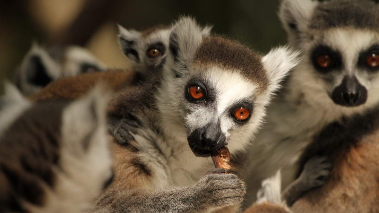 The Hidden Forest Wildlife Sanctuary image 7