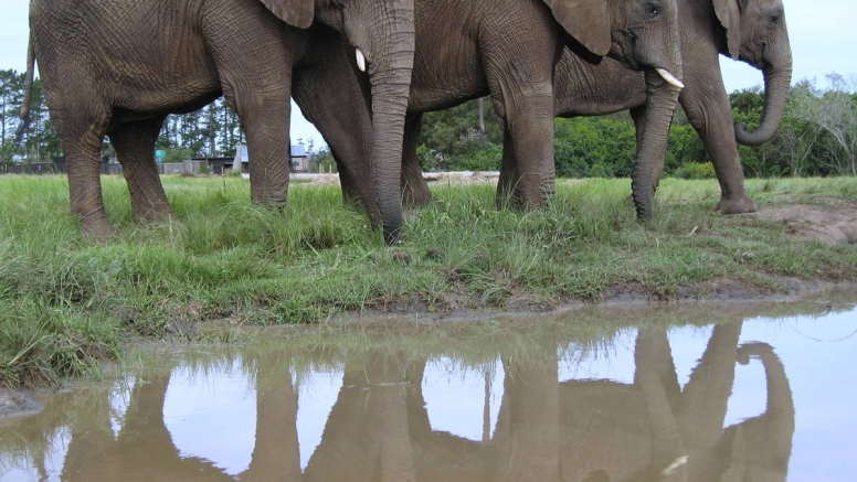 Trunk-in-Hand Elephant Tour image 3