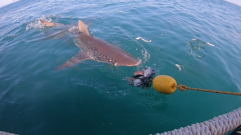 Gansbaai Shark Cage Diving Tour image 10