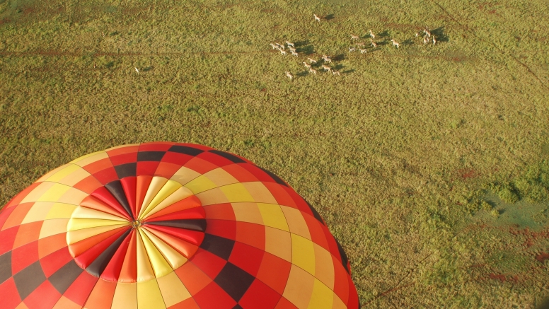 Safari Flight image 14