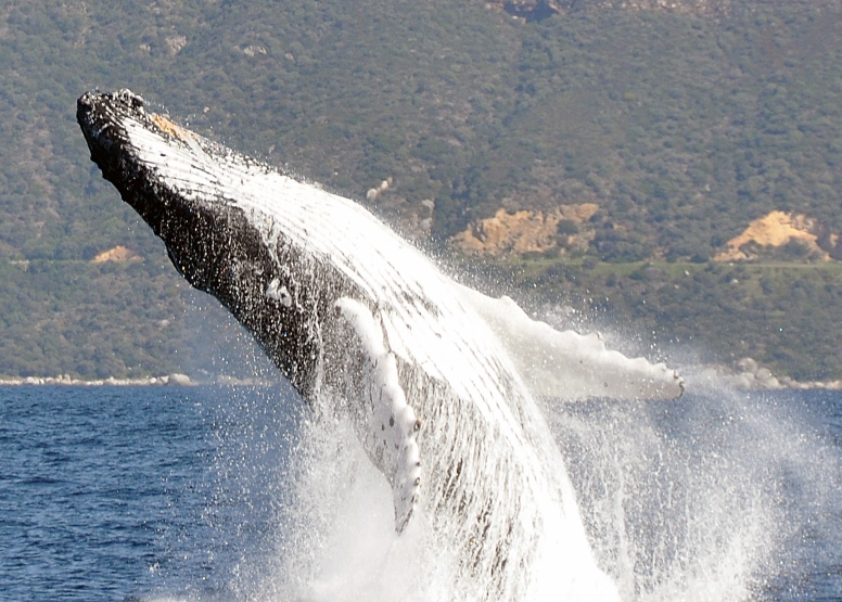 Cape Town Whale Watching Trip image 23