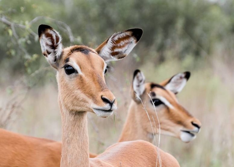 Afternoon Kruger Game Drive image 8