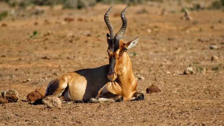 Addo Elephant Park Full Day Safari image 2