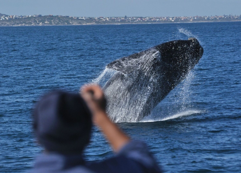 Whale Route Tour image 2