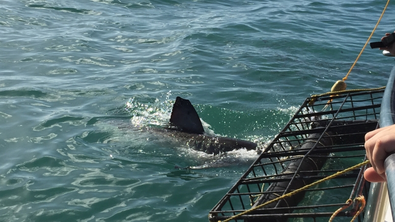 Shark Cage Diving in Gansbaai image 5