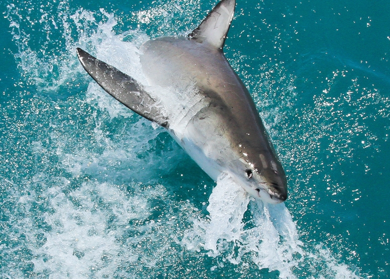 Shark Cage Diving Gansbaai - South African Special image 1