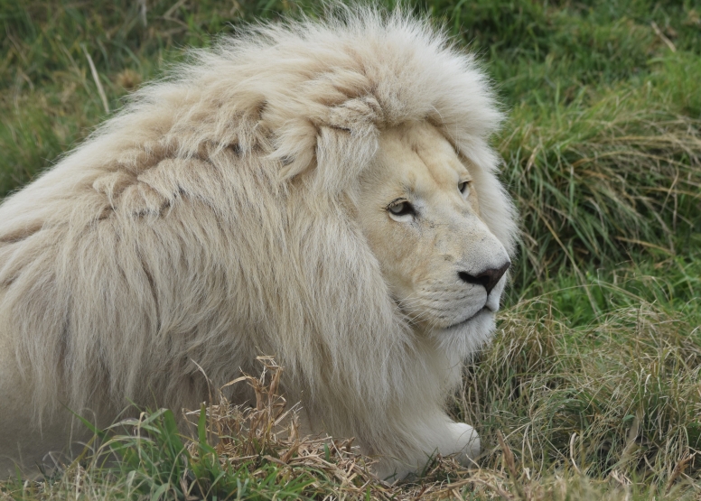 Wild Cat Experience image 1