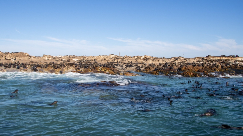 Gansbaai Shark Cage Diving Tour image 7