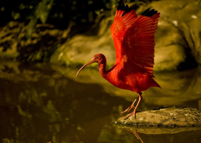 Birds of Eden and Jukani Wildlife Sanctuary image 6