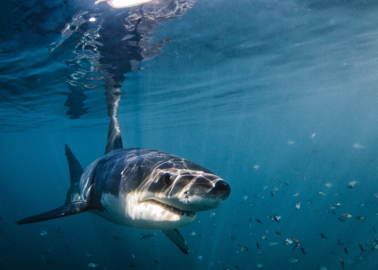 Shark Cage Diving in Gansbaai with White Shark Diving Company image 1